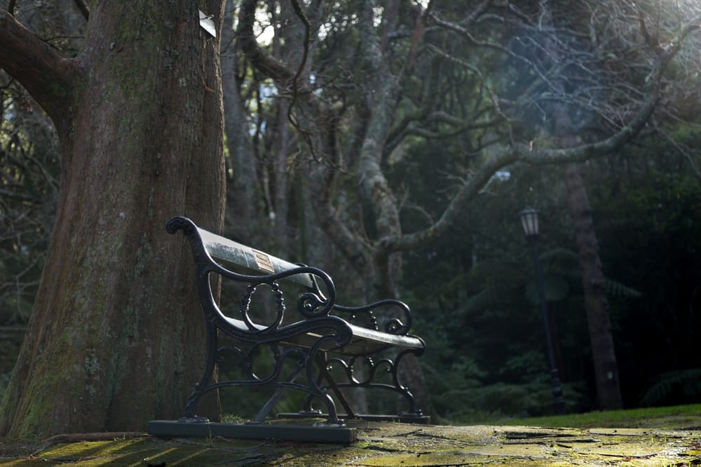 A bench in the forest post image