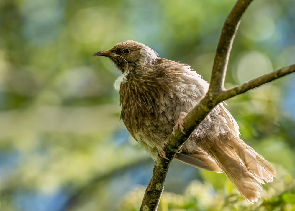 Aberrant Brown Tui post image