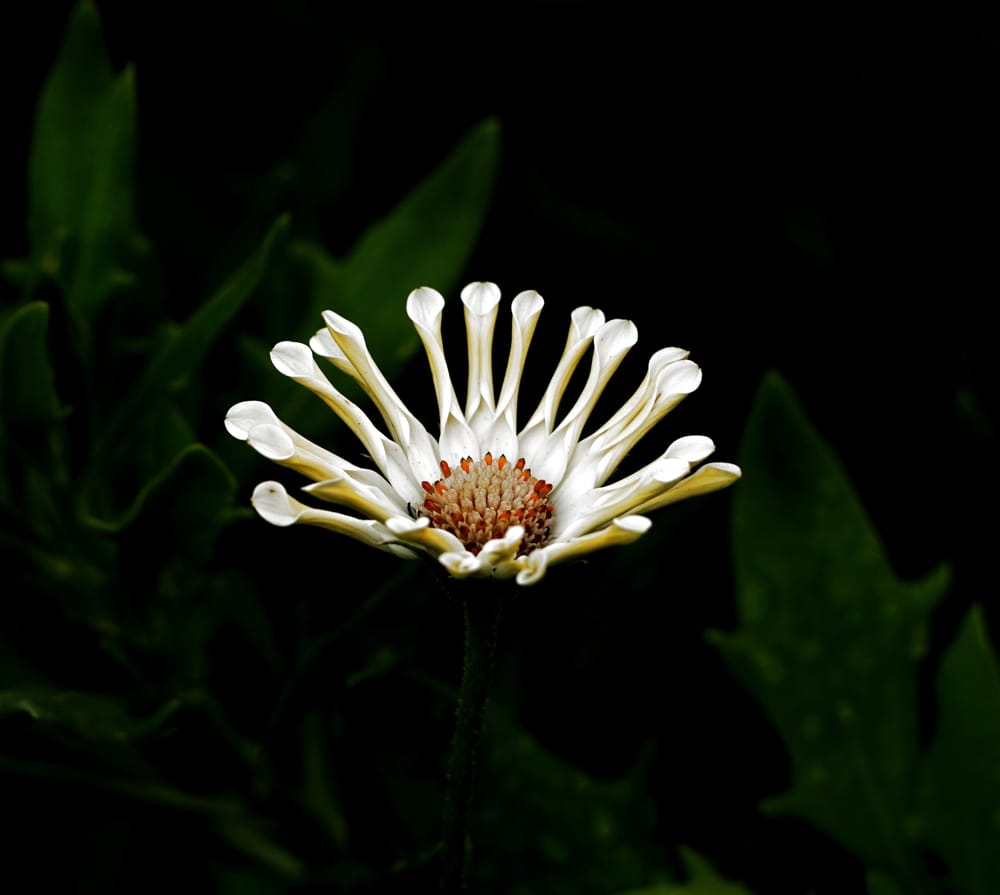 African daisy post image