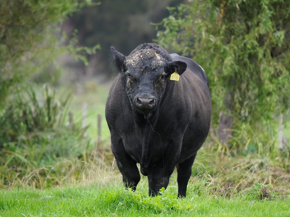 Angus bull post image