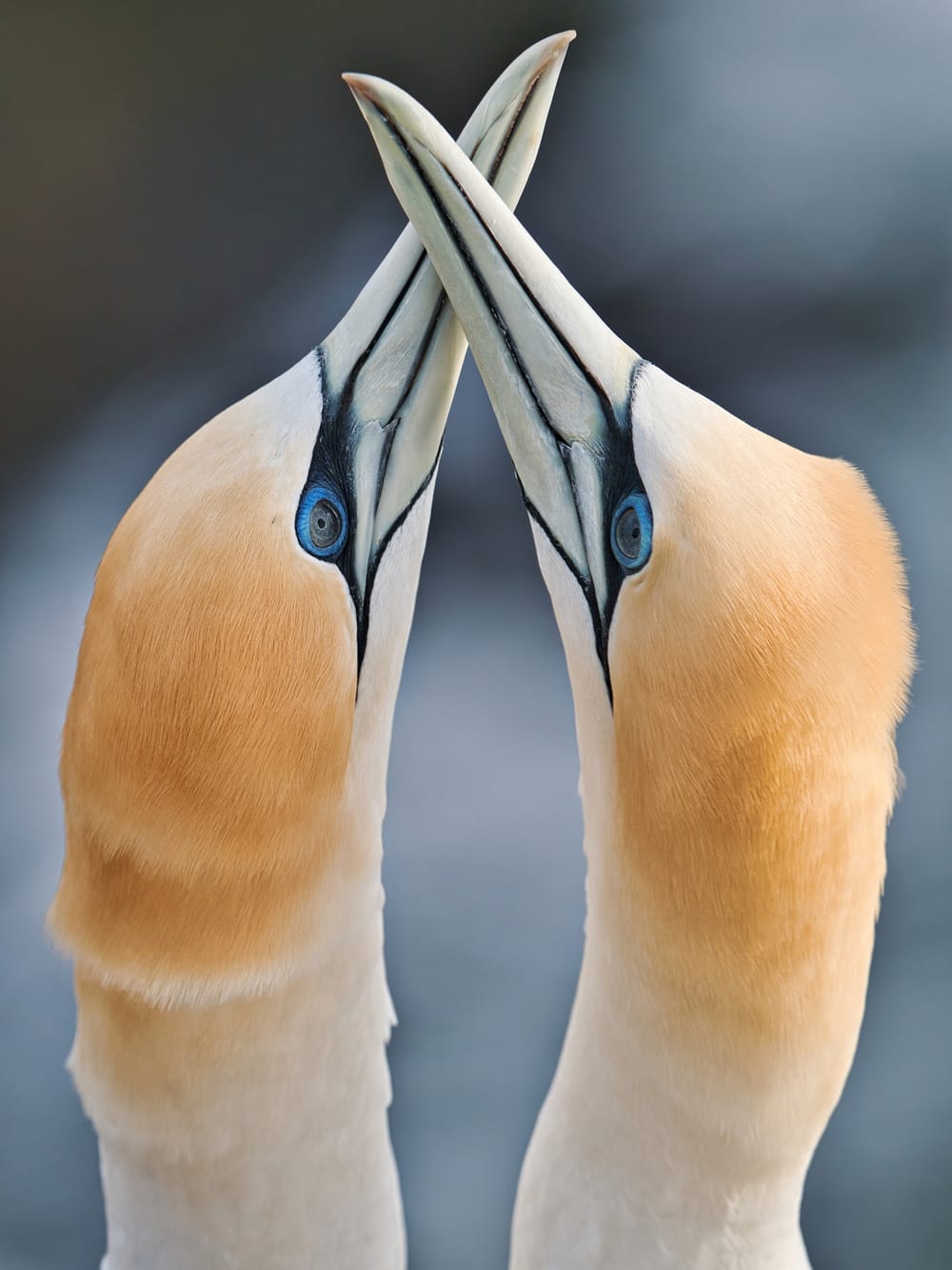 Australasian gannets, tākapu post image