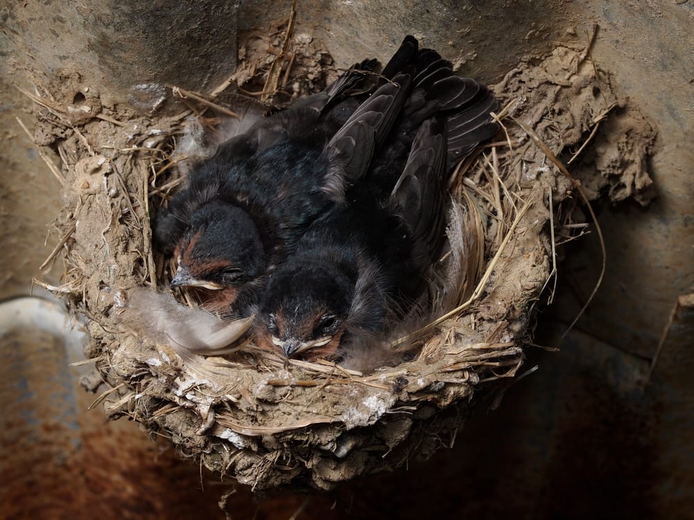 Baby swallows in nest post image