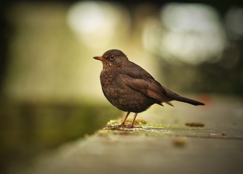 Blackbird post image