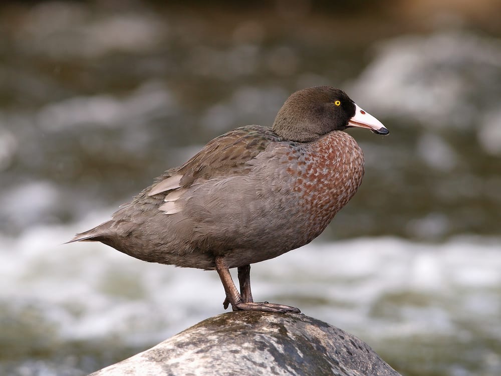 Blue duck (Whio) post image