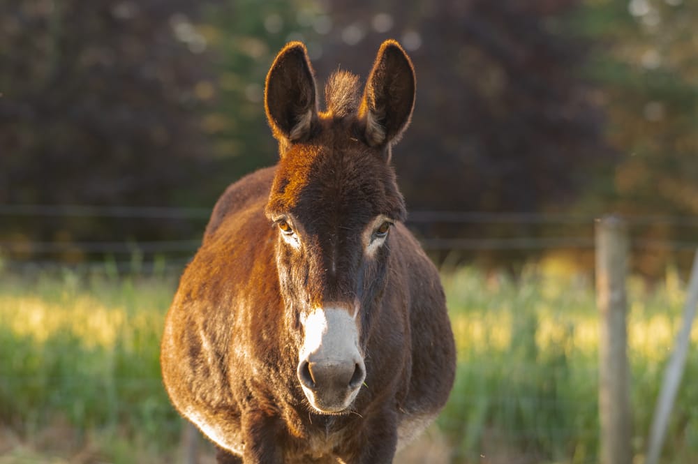 Brown donkey post image