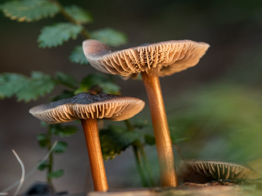 Brown mushrooms post image