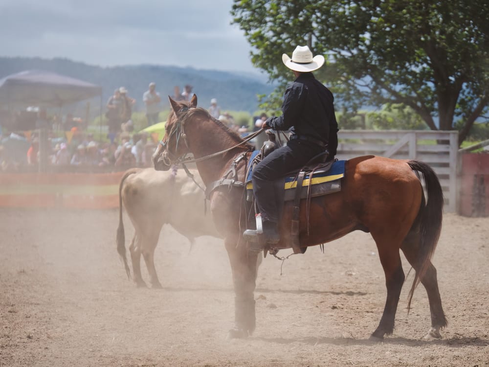 Bull riding post image