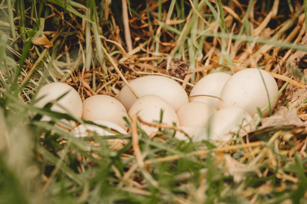 Chicken eggs post image