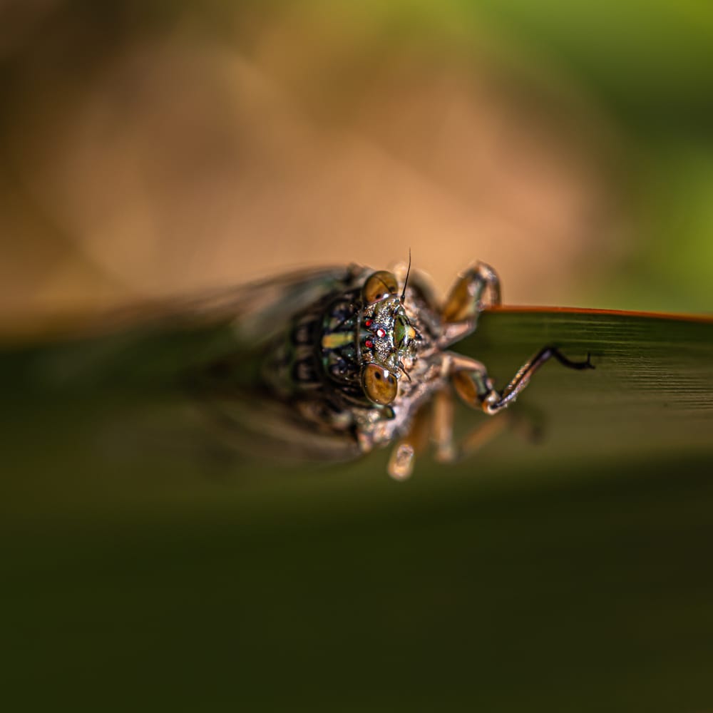 Cicada post image