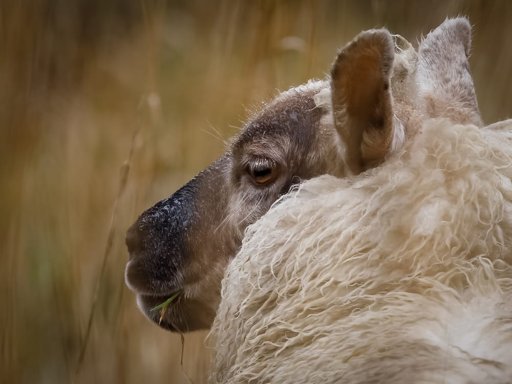 Suffolk Cross Lamb post image