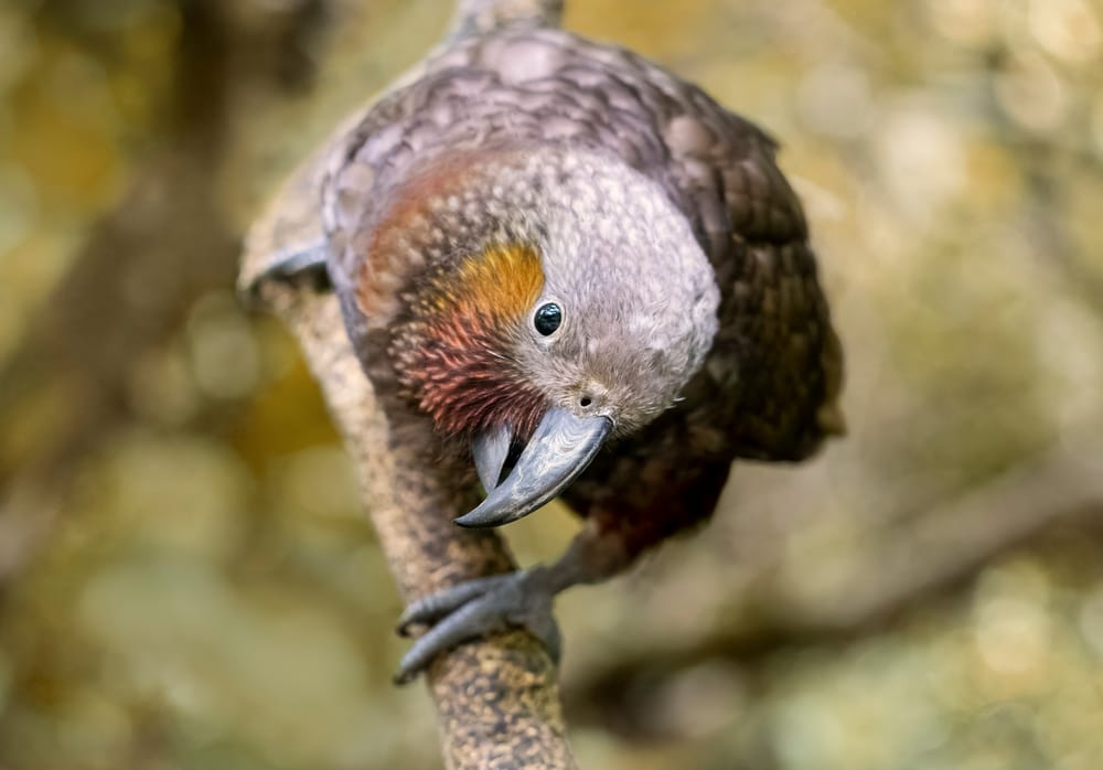 Curious Kākā post image