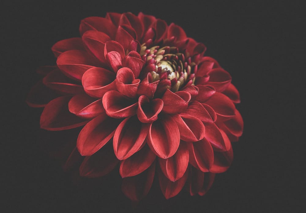 Dahlia post feature image