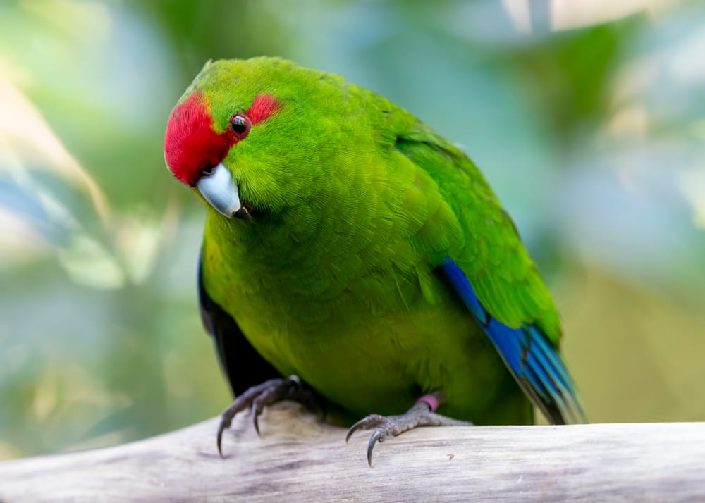 Cute Kākāriki with jaunty pose post image