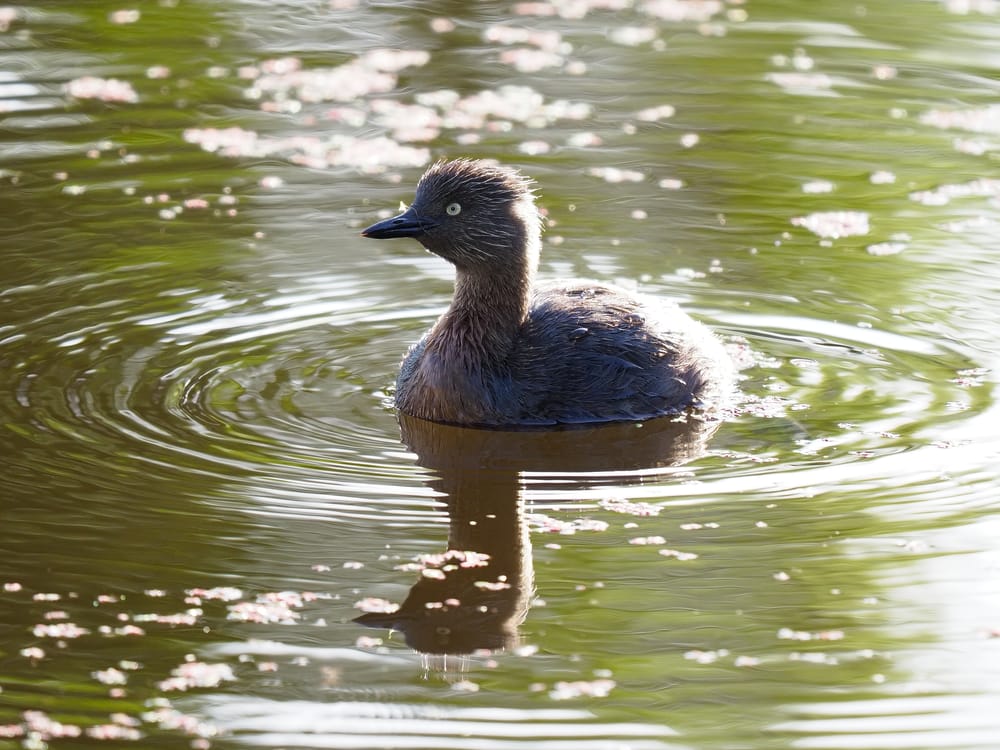 Dabchick (Weweia) post image