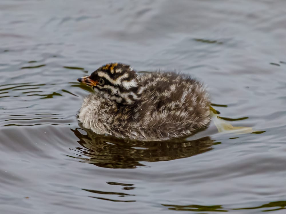 Dabchick post feature image