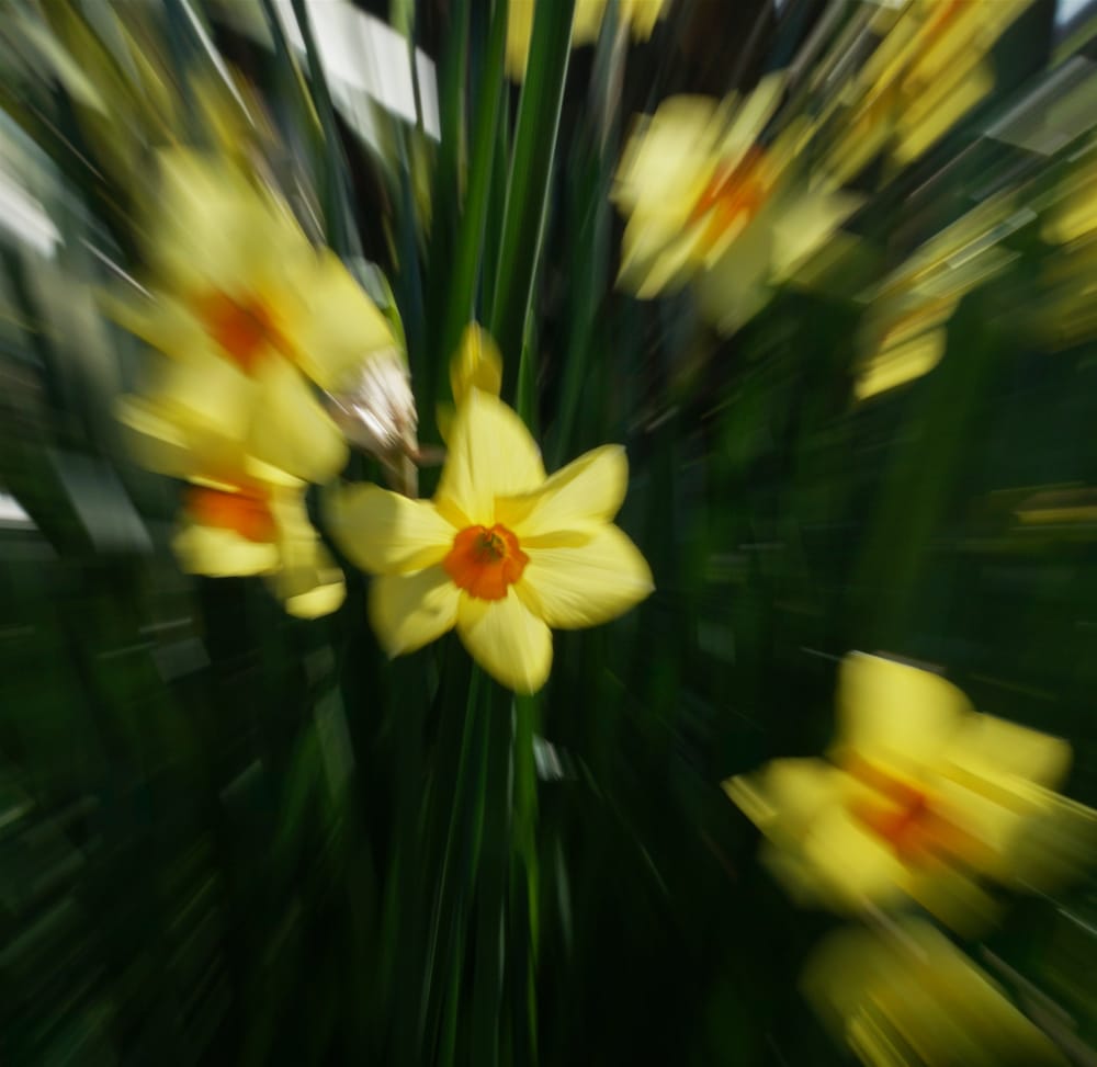 Daffodils ICM post image