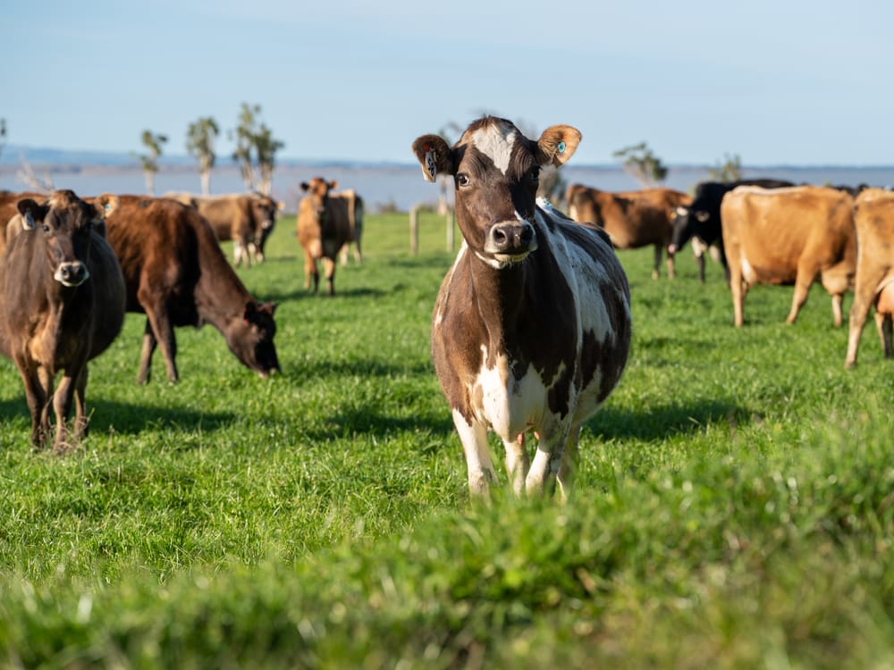 Dairy cows by the lake post image