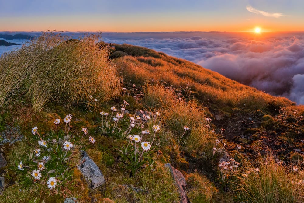 Dawn, Neill Ridge to Winchcombe Peak post image