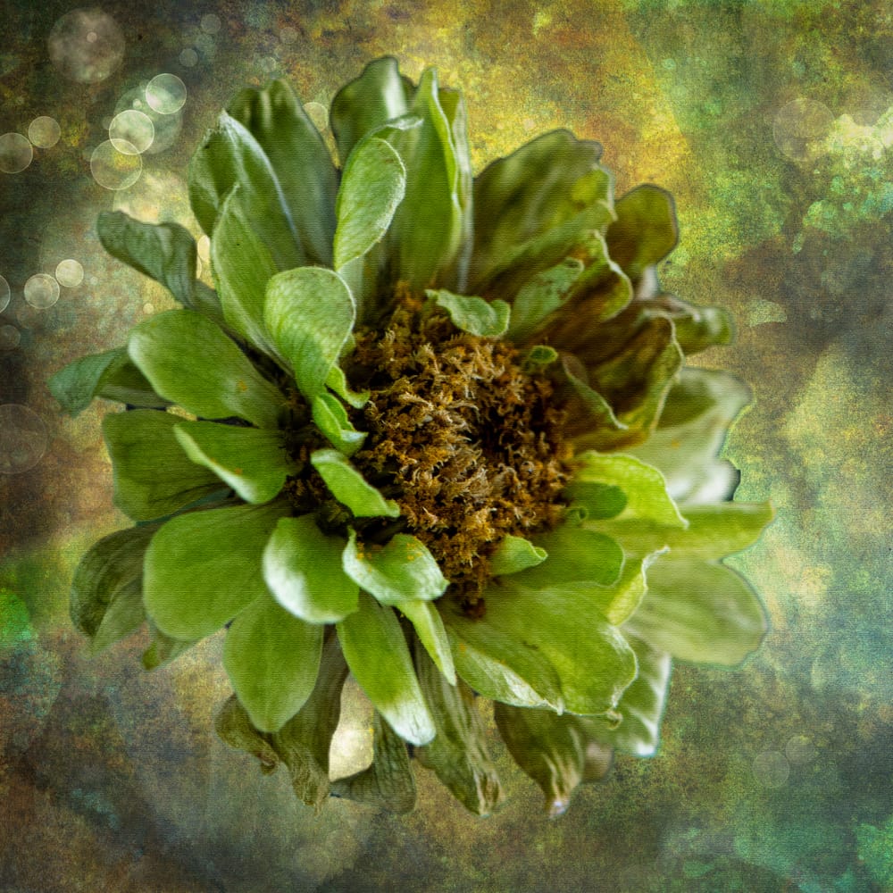 Decaying zinnia post image