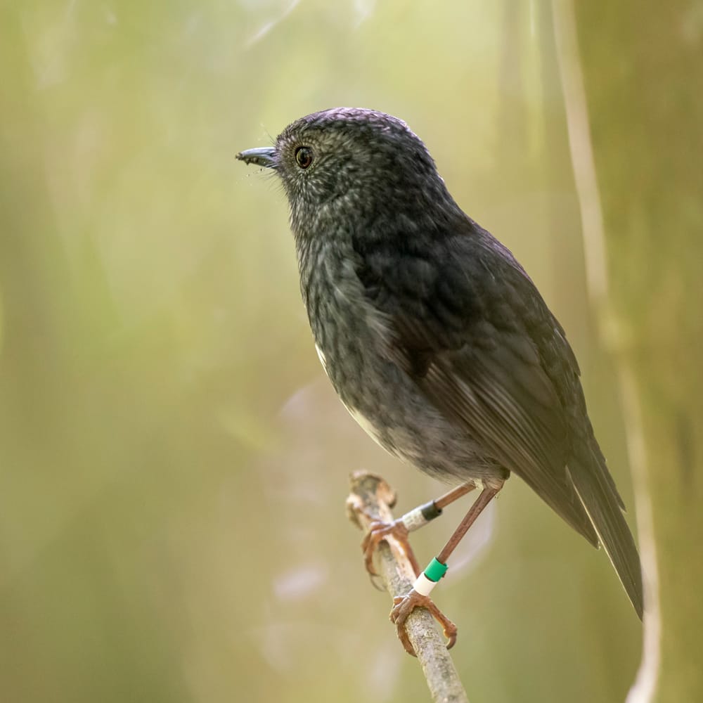 Dreamy Toutouwai post image