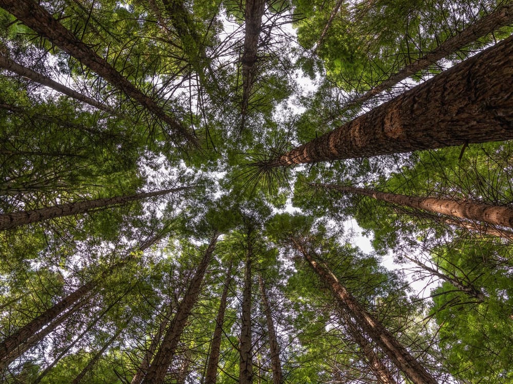 Don't forget to look up, Whakarewarewa forest, Rotorua post image