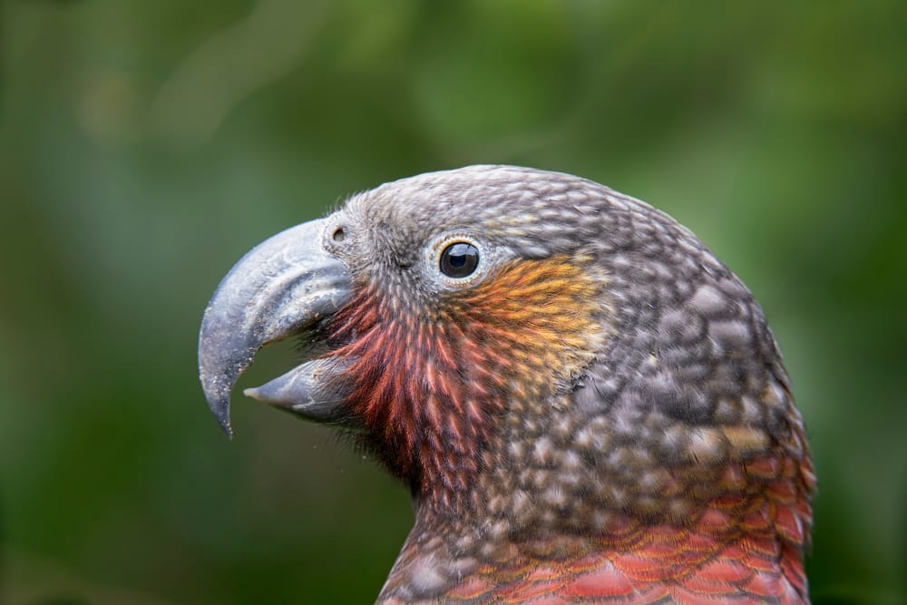 Female Kākā portrait post image