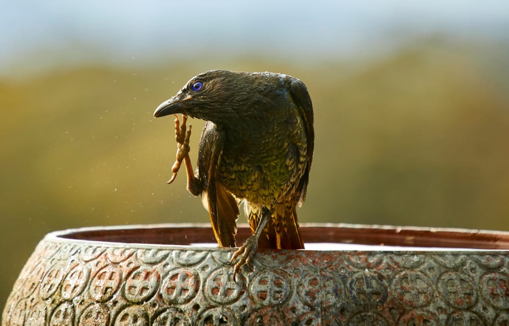 Bowerbird post feature image