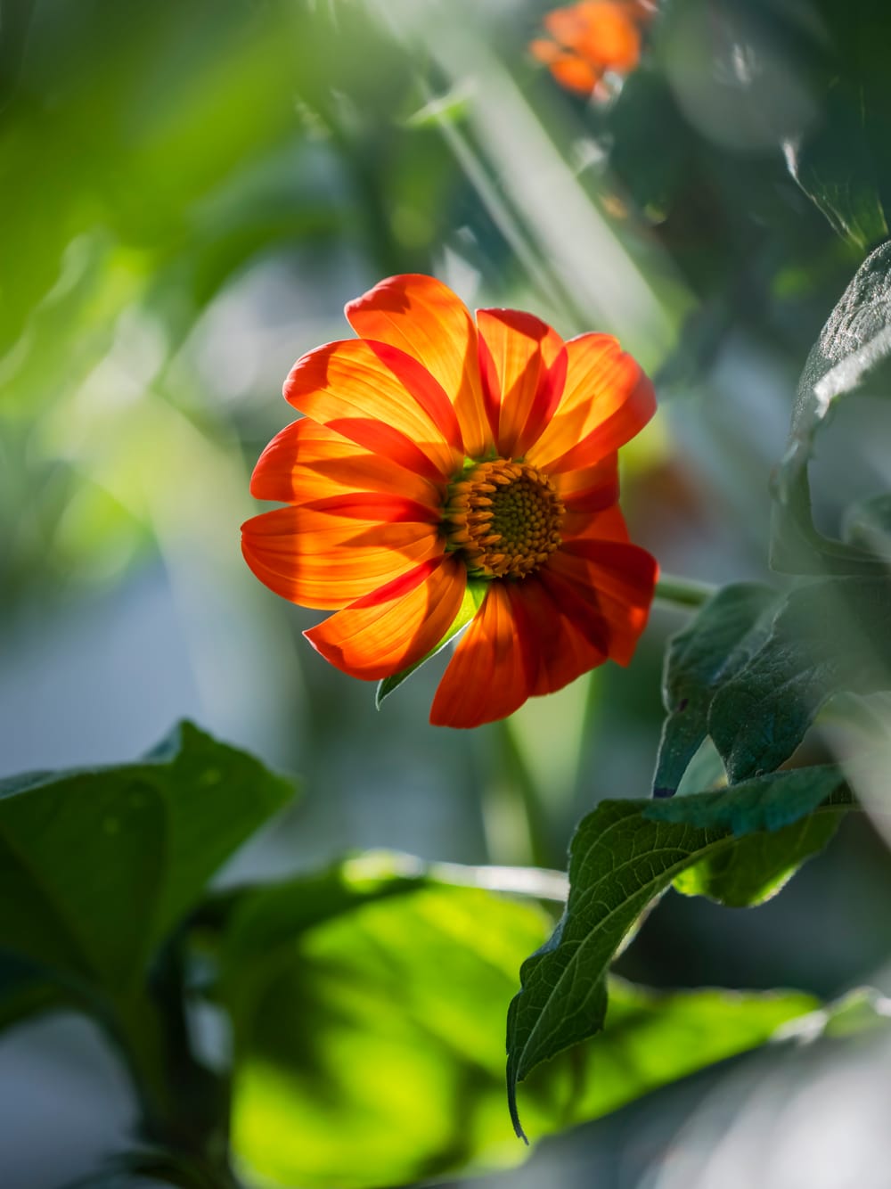 Orange Mexican sunflower post image