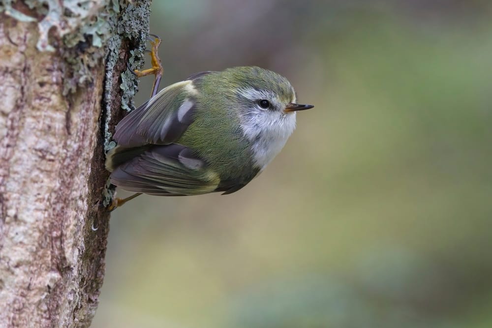 Rifleman Titipounamu post feature image