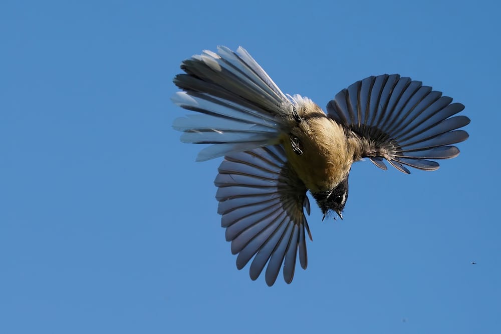 Fantail (Pīwakawaka) in flight post image