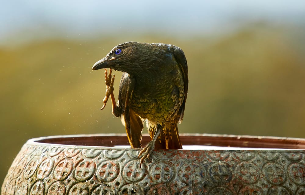 Female Satin Bowerbird post image