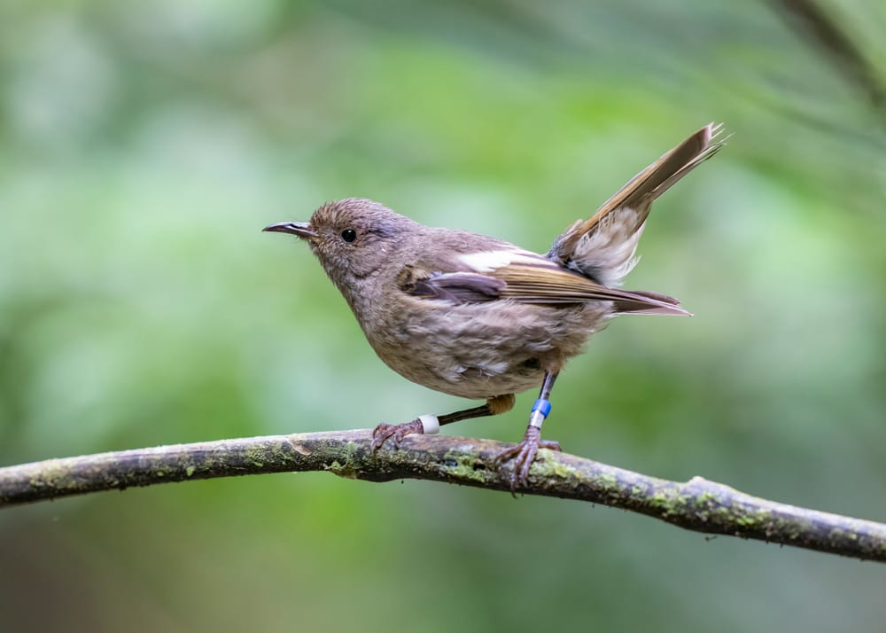 Female hihi post image