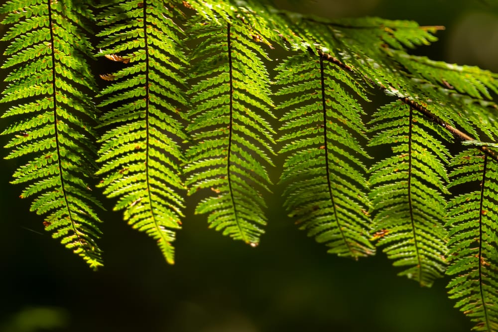 Fern leaves post image