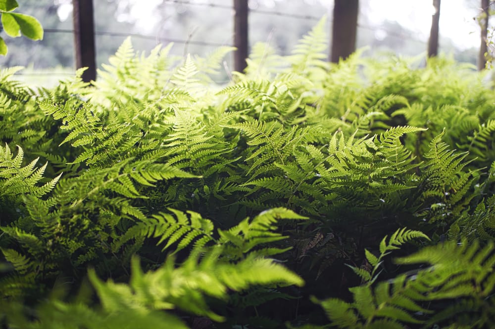 Ferns post image