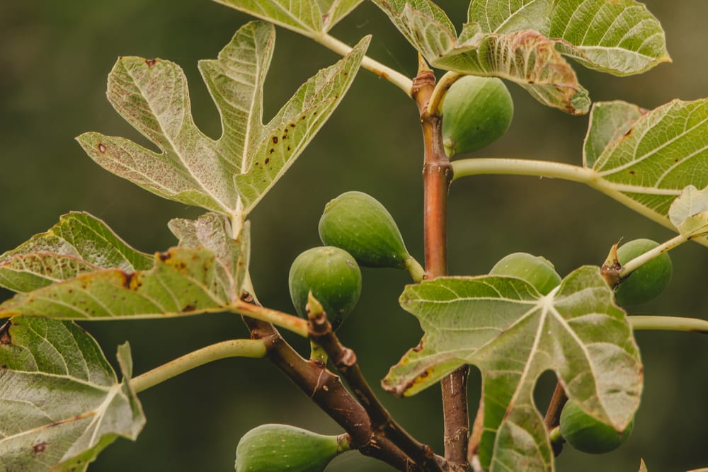 Fig tree post image