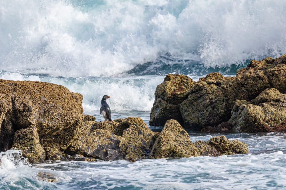 Fiordland Crested Penguin post image