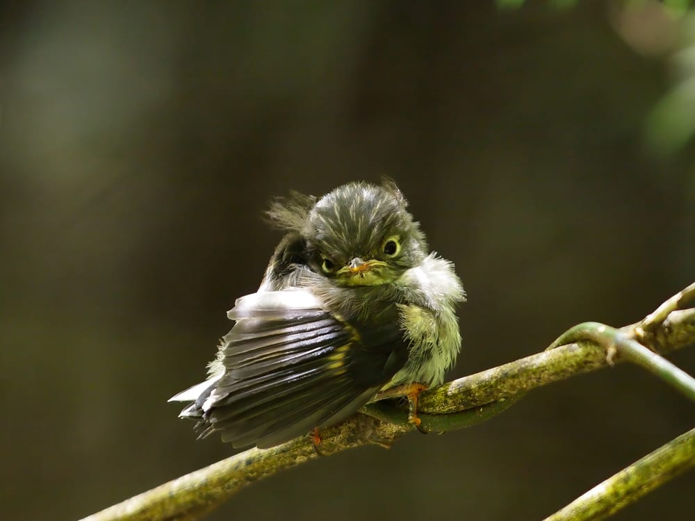 Fledgling North Island Tomtit (Miromiro) post image