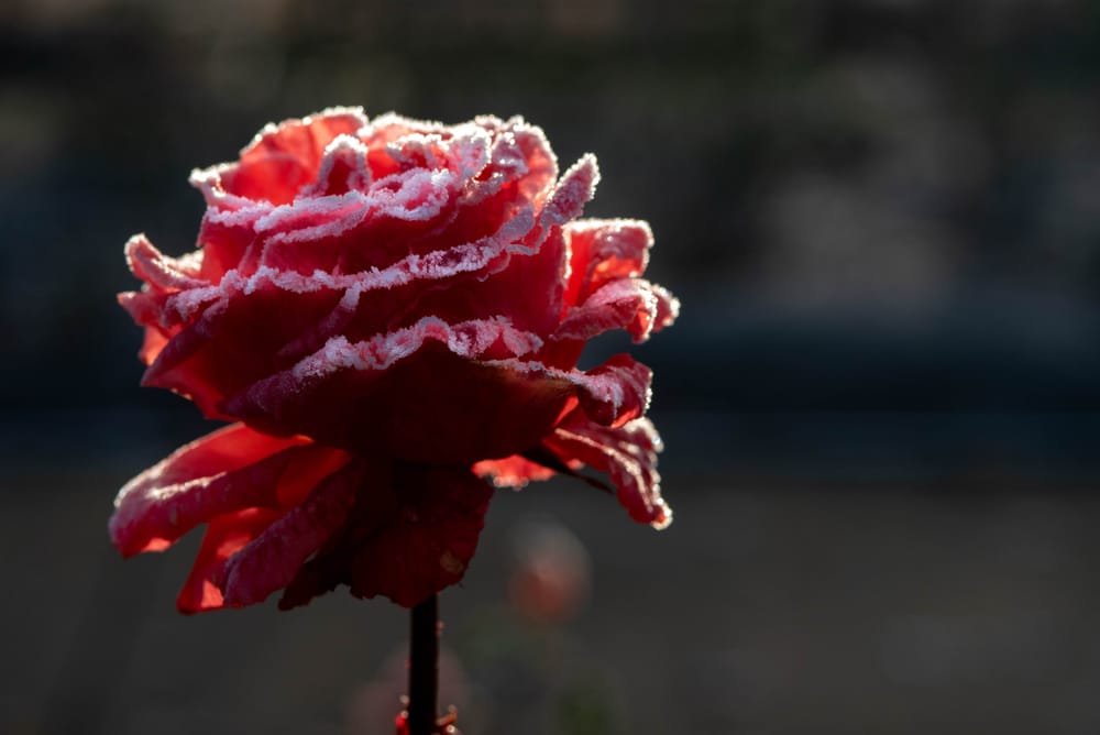 Frosted rose post image