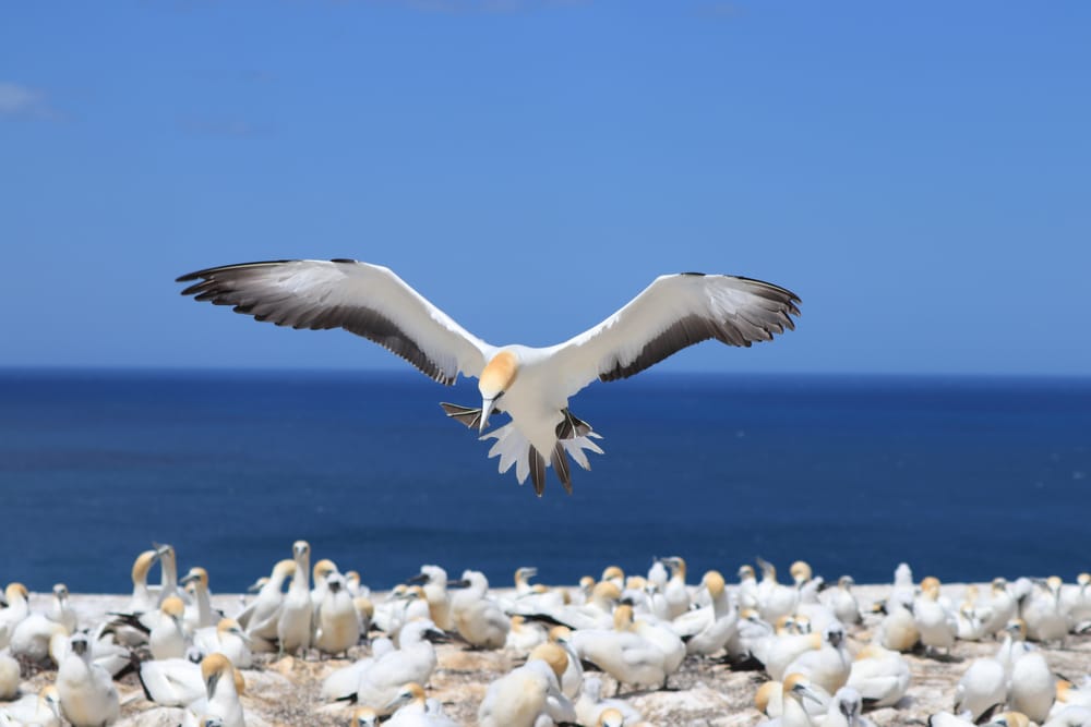 Gannet coming in for landing post image