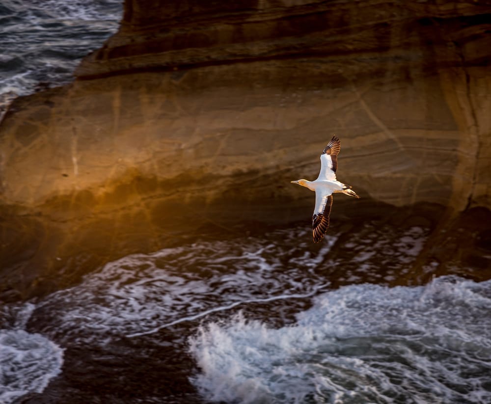 Gannet flying at Muriwai Beach post image