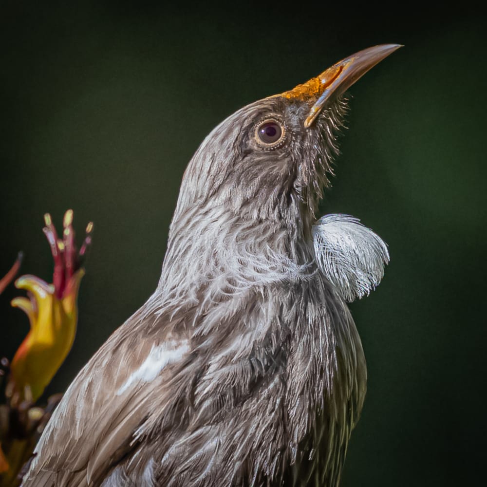 Ghost tūī post image