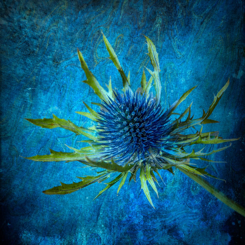 Globe thistle post image