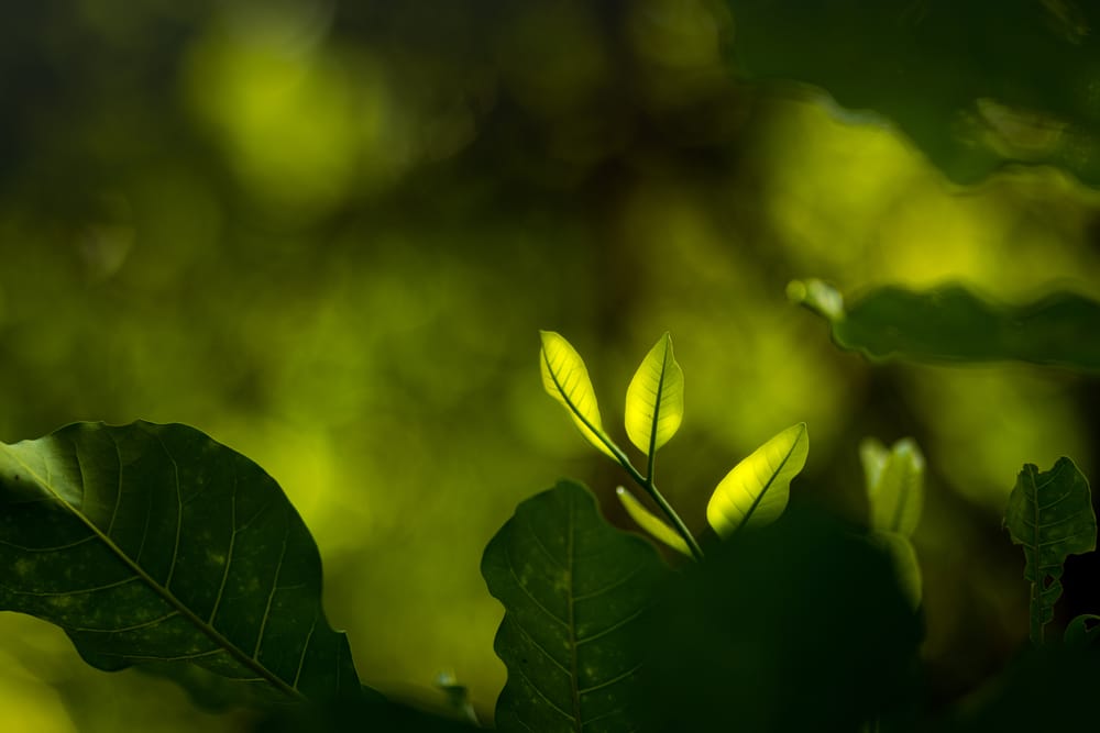 Glowing leaf post image