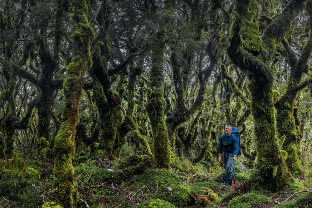 Goblin forest near Blue Range Hut post image