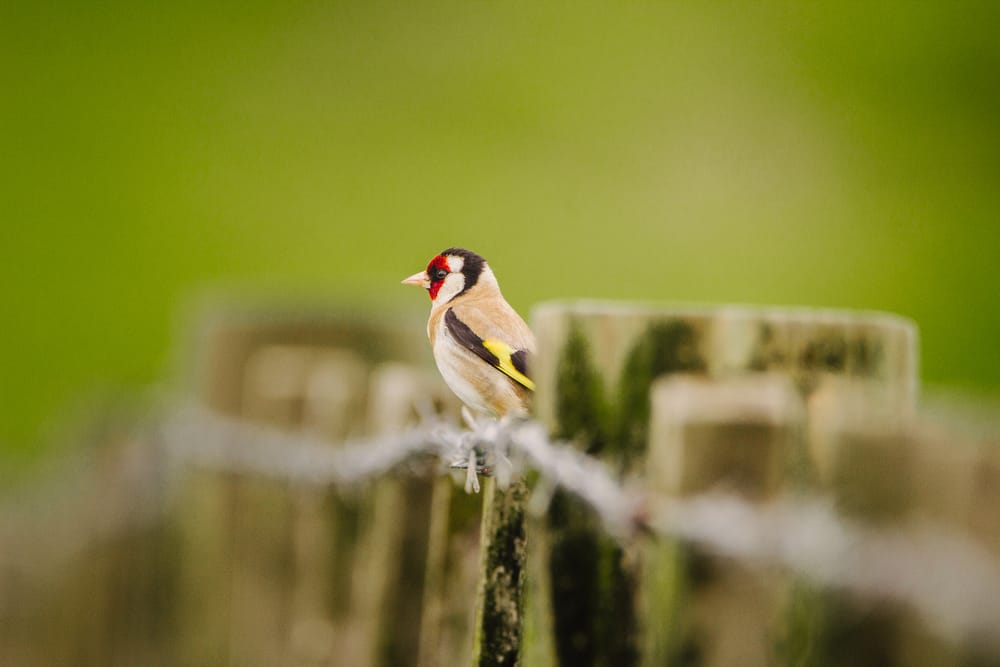 Goldfinch post feature image