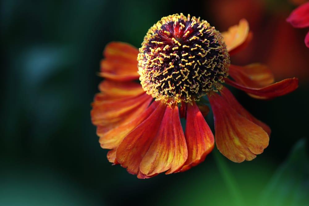 Helenium flower post image