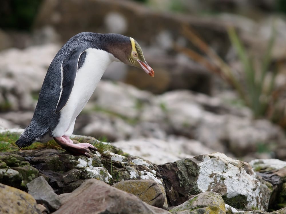 Hoiho - Yellow-eyed penguin post image