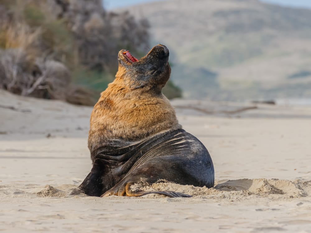 Sea lions post feature image