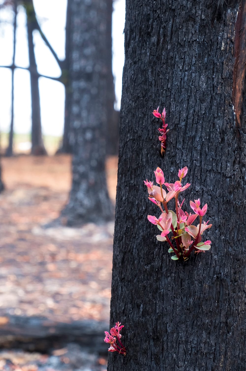 Hope... Kulnura Bush Recovery post image