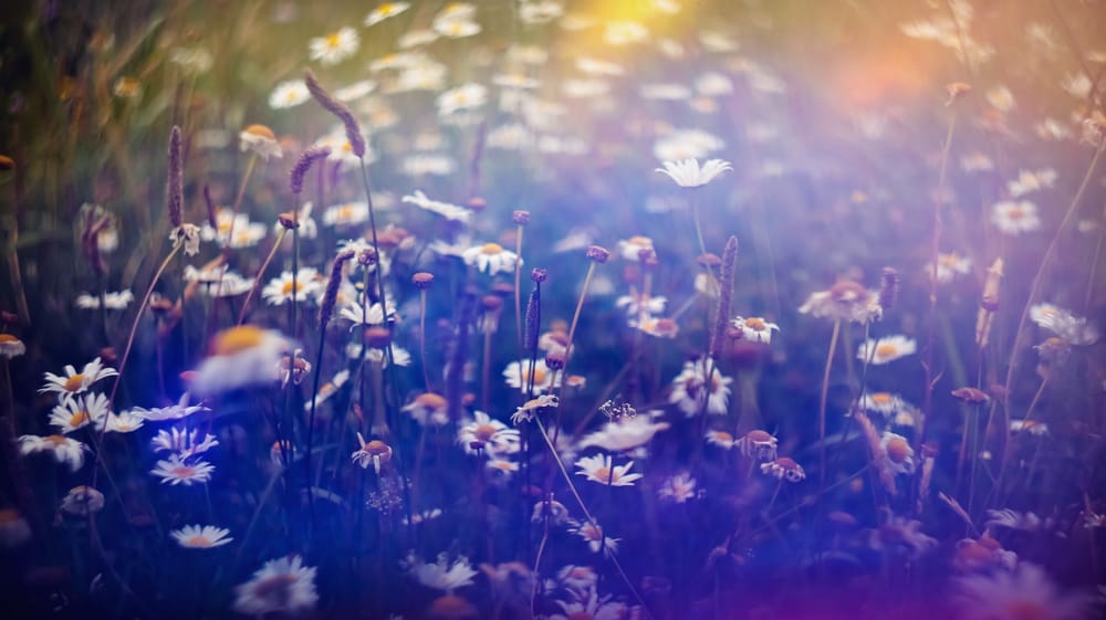 Joyful dance of the daisies post image